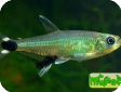 Aphyocharax paraguayensis