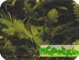 Aponogeton tenuispicatus