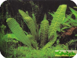 Aponogeton bernierianus
