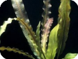 Aponogeton rigidifolius