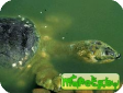 Aspideretes nigricans