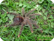 Avicularia bicegoi