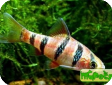 Puntius hexazona (Barbus hexazona)
