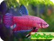Betta picta
