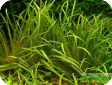 Blyxa echinosperma