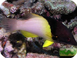 Bodianus mesothorax