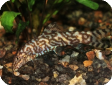 Botia rostrata