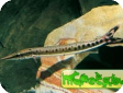 Boulengerella maculata