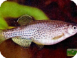 Brachydanio frankei