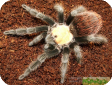 Brachypelma albiceps
