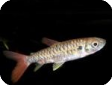Brycinus macrolepidotus