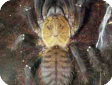 Cyriopagopus thorelli