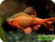 Capoeta titteya