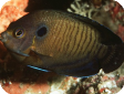 Centropyge multispinis 