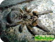 Ceratogyrus cornuatus