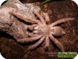 Chilobrachys huahini