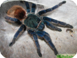 Chromatopelma cyaneopubescens