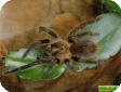 Crassicrus lamanai