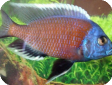 Copadichromis sp. "Kadango"