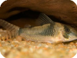 Corydoras septentrionalis