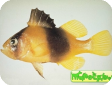 Diploprion bifasciatus 