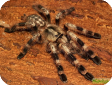 Poecilotheria ornata