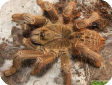 Pterinochilus chrodatus