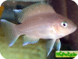 Neolamprologus marunguensis