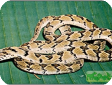 Dasypeltis scabra