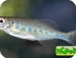 Devario pathirana (Danio pathirana)