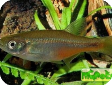 Devario sondhii