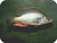 Dimidiochromis strigatus