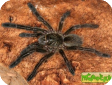 Eucratoscelus longiceps