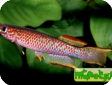 Aphyosemion gabunense marginatum