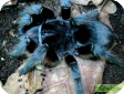 Grammostola alticeps