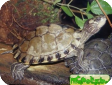 Graptemys ernsti 