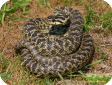 Elaphe sauromates