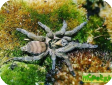 Hapalopus incei