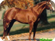 Датская Теплокровная (Datch Warmblood) 