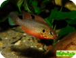 Hemichromis cerasogaster