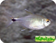 Hemigrammus ocellifer