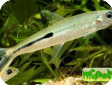 Hemiodus gracilis (Hemiodopsis gracilis)