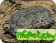 Kinixys natalensis 