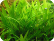 Hygrophila guianensis