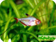 Hyphessobrycon minor (Hyphessobrycon callistus minor)