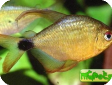 Hyphessobrycon heliacus