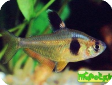 Hyphessobrycon scholzei