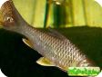 Hypsibarbus pierrei (Barbus pierrei)