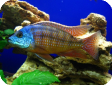 Copadichromis boadzulu