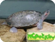 Kachuga smithii